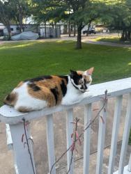 Lost Female Cat last seen Robin Dale Dr, Lakeway, TX 78734
