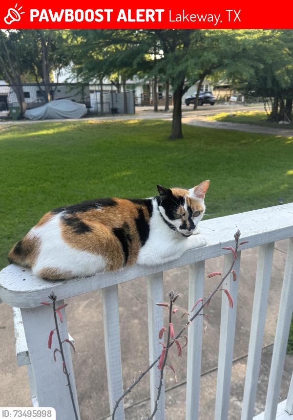 Lost Female Cat last seen Robin Dale Dr, Lakeway, TX 78734