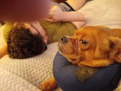 Lost Male Dog last seen North colony boulevard and paige, The Colony, TX 75056