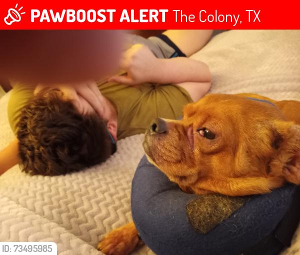 Lost Male Dog last seen North colony boulevard and paige, The Colony, TX 75056