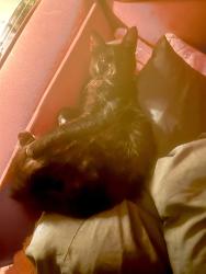 Reunited Male Cat last seen East D cross street., Petaluma, CA 94952