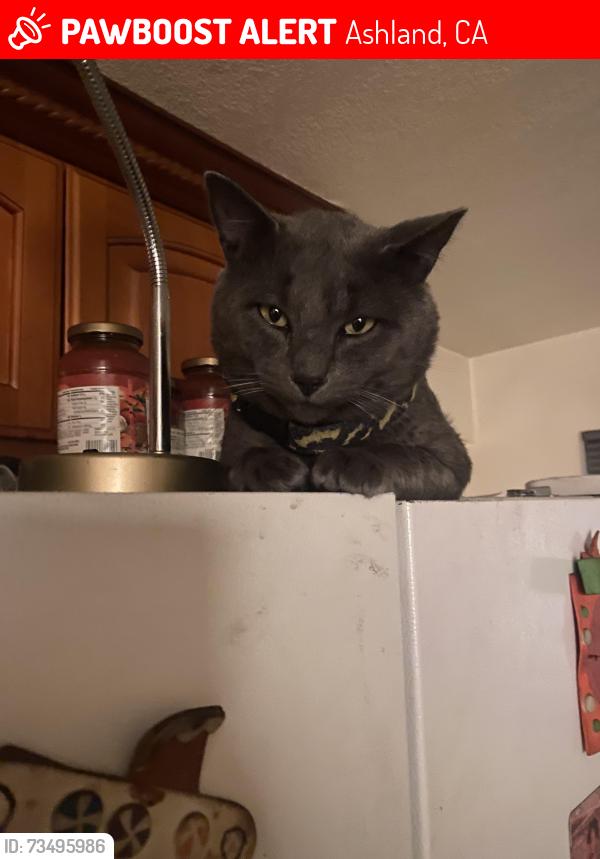 Lost Male Cat last seen san leandro marcella st, Ashland, CA 94578