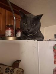 Lost Male Cat last seen san leandro marcella st, Ashland, CA 94578