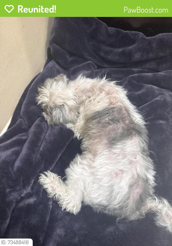 Reunited Male Dog last seen Raspberry ct in casselberry fl, Casselberry, FL 32707