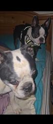 Reunited Male Dog last seen Verbena dr, and Linder rd, Meridian, ID 83642