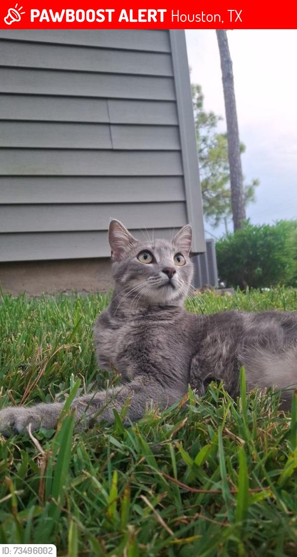 Lost Female Cat last seen Houston Texas, Houston, TX 77036