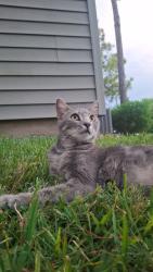 Lost Female Cat last seen Houston Texas, Houston, TX 77036