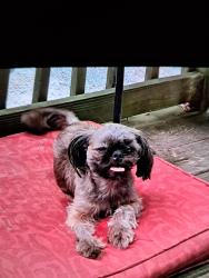 Lost Female Dog last seen Harmony baptist church, Chester County, SC 29712