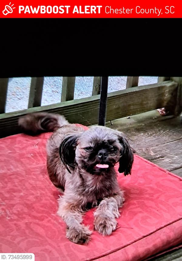Lost Female Dog last seen Harmony baptist church, Chester County, SC 29712