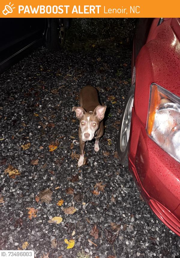 Found/Stray Female Dog last seen Middle of street, Lenoir, NC 28645
