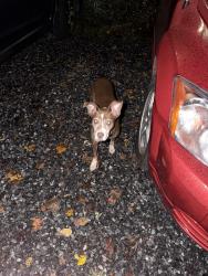 Found/Stray Female Dog last seen Middle of street, Lenoir, NC 28645