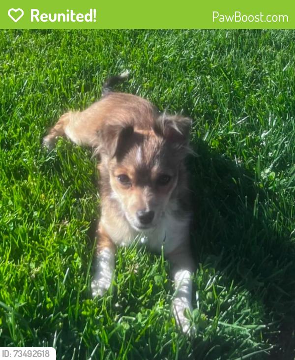 Reunited Female Dog last seen Target, Trinity Parkway Stockton, Ca, Stockton, CA 95219