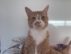 Lost Male Cat last seen Perimeter Road, Malmstrom Air Force Base, MT 59405