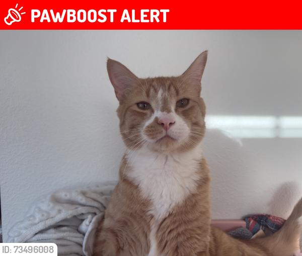 Lost Male Cat last seen Perimeter Road, Malmstrom Air Force Base, MT 59405