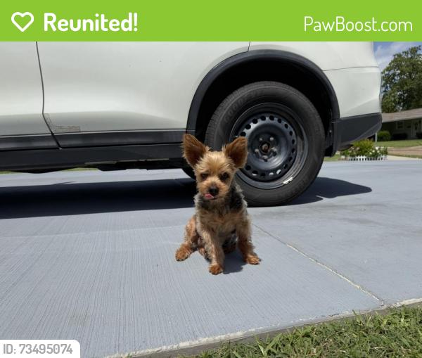 Reunited Male Dog last seen Red Bluff rd, Pasadena, TX 77503