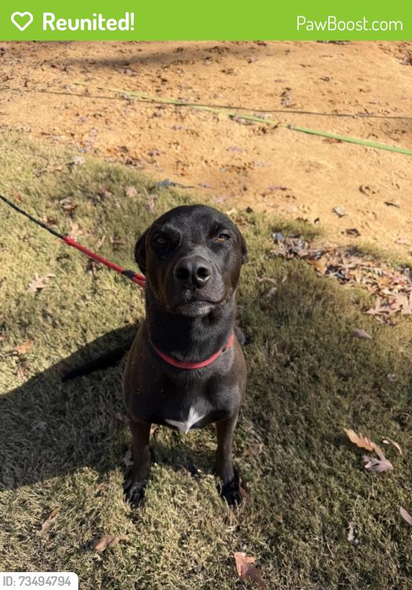 Reunited Male Dog last seen Cabarrus station rd, Midland, NC 28107
