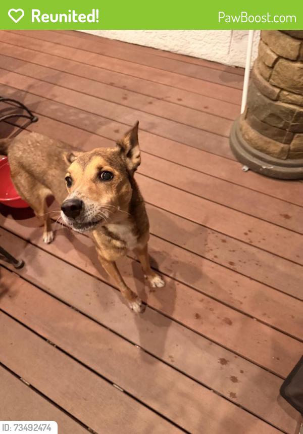 Reunited Female Dog last seen Arroya and Raygor, Colorado Springs, CO 80908