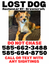 Reunited Female Dog last seen Browncroft/north winton village neighborhoods, Rochester, NY 14610
