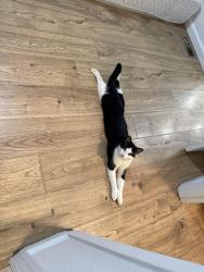Lost Male Cat last seen Burgess rd, Deschutes County, OR 97739