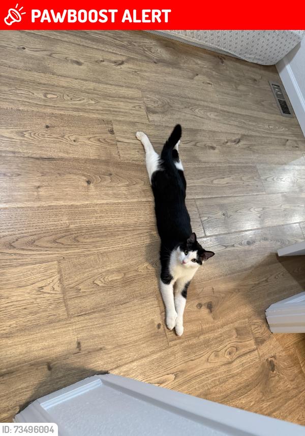 Lost Male Cat last seen Burgess rd, Deschutes County, OR 97739