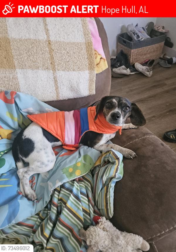 Lost Female Dog last seen Casey Feed Store, Hope Hull, AL 36043