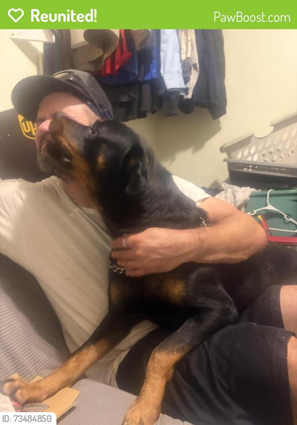 Reunited Female Dog last seen North, Akron, OH 44310