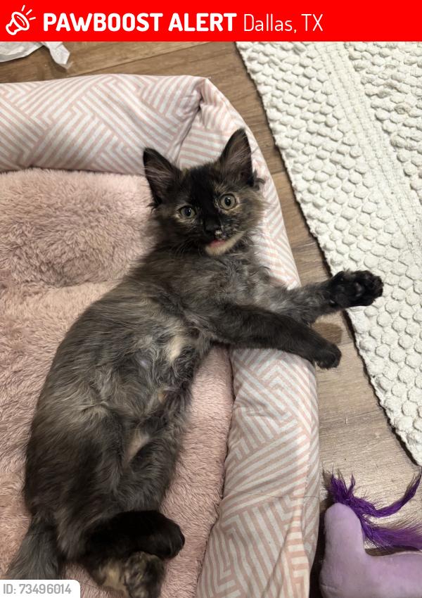 Lost Female Cat last seen lasater rd, Dallas, TX 75253