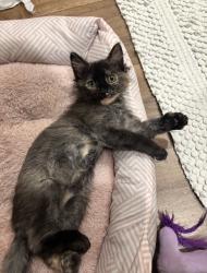 Lost Female Cat last seen lasater rd, Dallas, TX 75253