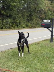 Reunited Male Dog last seen In front of Central Baptist Temple, Sanford, NC 27330