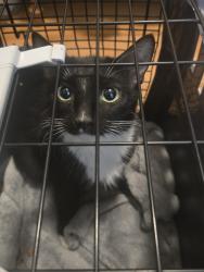Found/Stray Female Cat last seen Spring Cypress/Kuykendahl, Houston, TX 77379