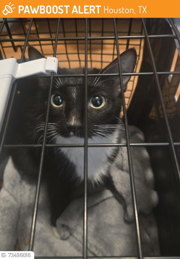 Found/Stray Female Cat last seen Spring Cypress/Kuykendahl, Houston, TX 77379