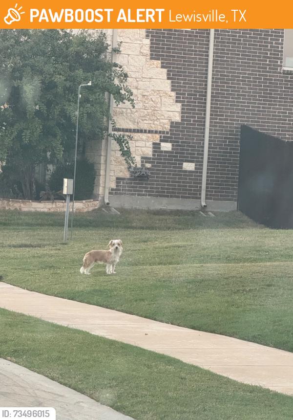 Found/Stray Male Dog last seen Old Denton and Parker Road, Lewisville, TX 75056