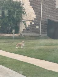 Found/Stray Male Dog last seen Old Denton and Parker Road, Lewisville, TX 75056