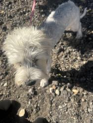 Lost Female Dog last seen Iris and live oak, Fontana, CA 92335