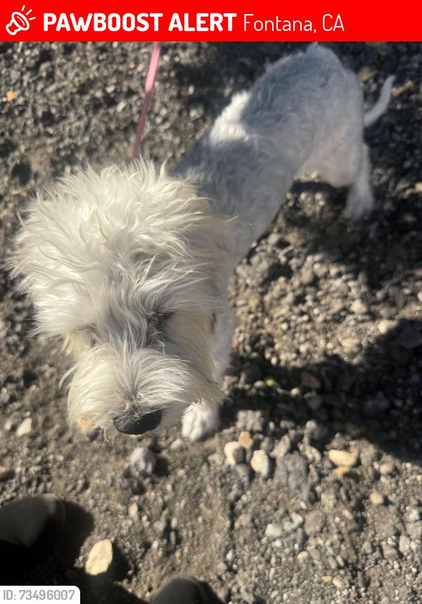 Lost Female Dog last seen Iris and live oak, Fontana, CA 92335