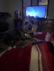 Reunited Female Dog last seen Traffic circle, Southampton Township, NJ 08088