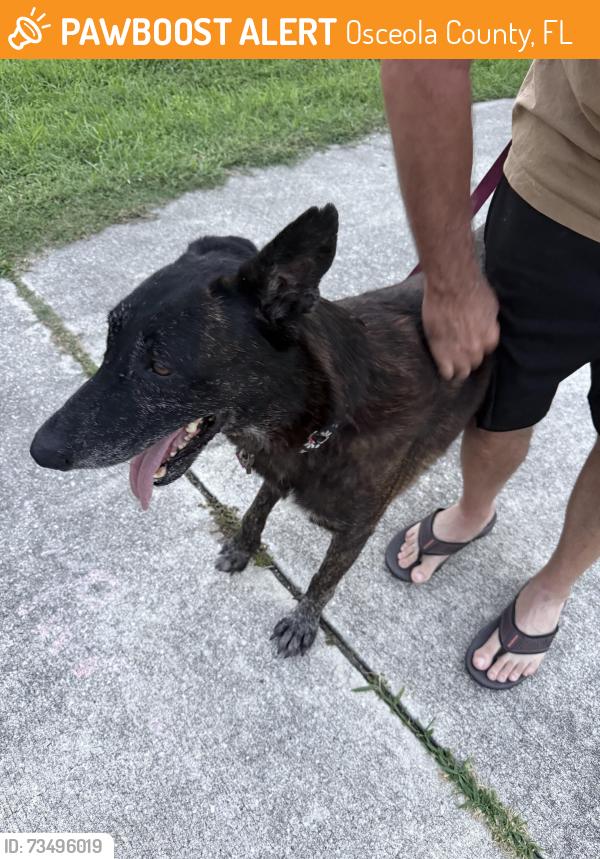 Found/Stray Unknown Dog last seen Rustic Acres/Boggy Creek, Osceola County, FL 34744