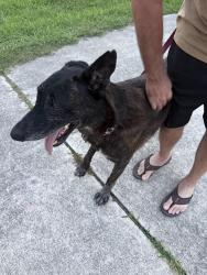 Found/Stray Unknown Dog last seen Rustic Acres/Boggy Creek, Osceola County, FL 34744