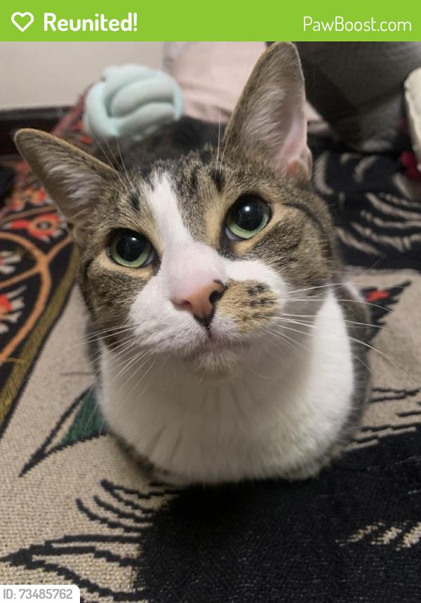 Reunited Male Cat last seen Near Linden Rd, Kent, OH 44240, USA, Kent, OH 44240
