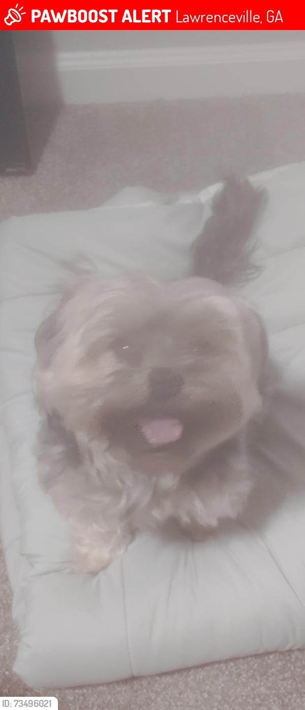 Lost Female Dog last seen Near building 2000, Lawrenceville, GA 30043