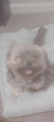 Lost Female Dog last seen Near building 2000, Lawrenceville, GA 30043