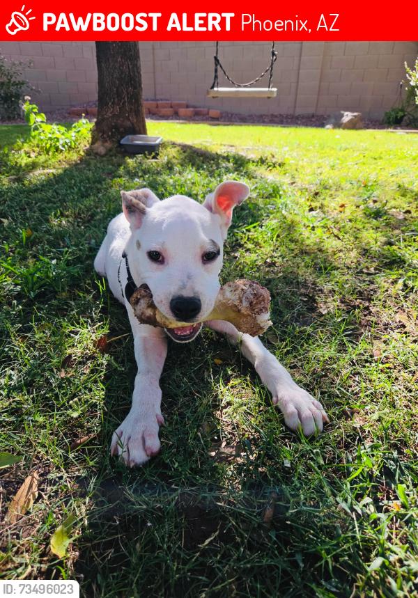 Lost Male Dog last seen Near E Villa Maria Dr Phoenix, AZ 85032 United States, Phoenix, AZ 85032