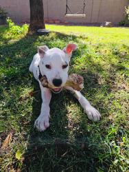 Lost Male Dog last seen Near E Villa Maria Dr Phoenix, AZ 85032 United States, Phoenix, AZ 85032