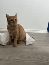 Lost Female Cat last seen Soapstone pass, Hays County, TX 78656
