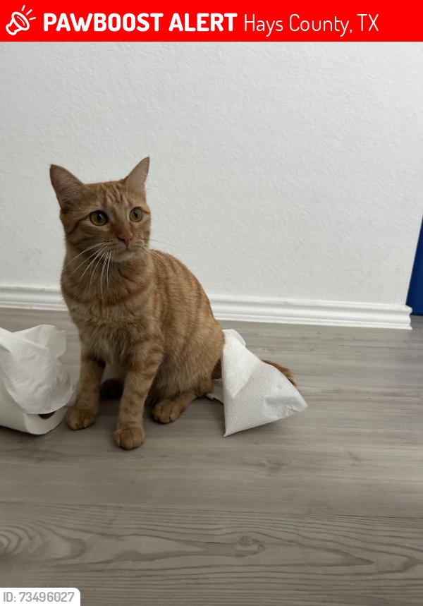 Lost Female Cat last seen Soapstone pass, Hays County, TX 78656