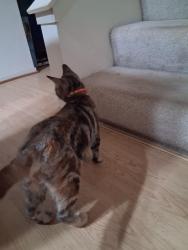 Reunited Female Cat last seen Weston Ranch, Stockton, CA 95206