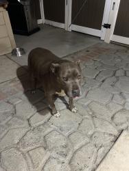 Reunited Female Dog last seen Morisan Ave, Palmdale, CA 93550