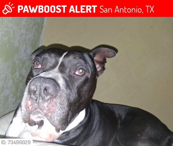 Lost Male Dog last seen Commerical and gilette, San Antonio, TX 78221