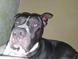 Lost Male Dog last seen Commerical and gilette, San Antonio, TX 78221