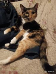 Lost Female Cat last seen Monroe Street and York ave, Spokane, WA 99205